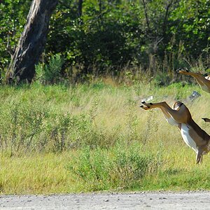 botswana paartanz