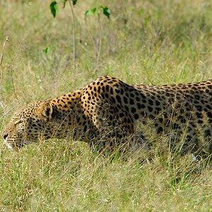 botswana leopard