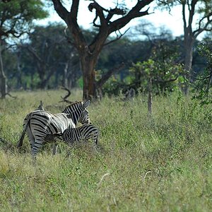botswana zebras