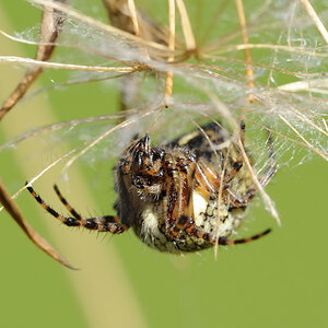 Eichblatt-Radnetzspinne