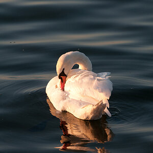 swan1