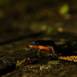 Irgendwas Salamanderartiges oder ein Molch
DSC 1650 web