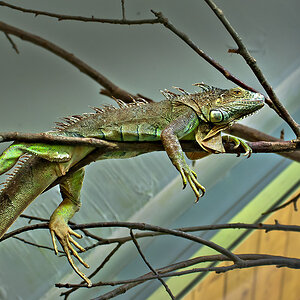 2110420 5150b Echse Zoo Linz 900h