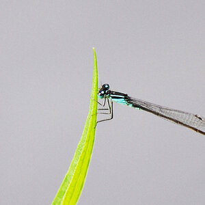 Libelle