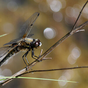 Libelle