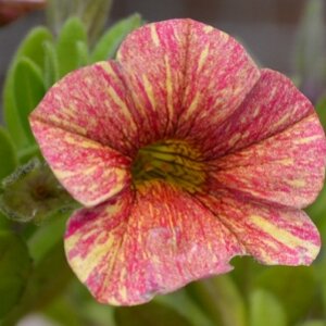 Blume