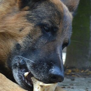 Mein Hund 1