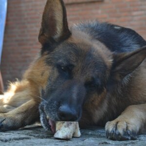 Mein Hund 1