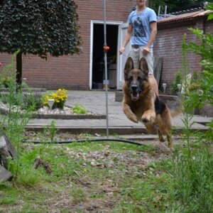 Mein Hund im Laufen