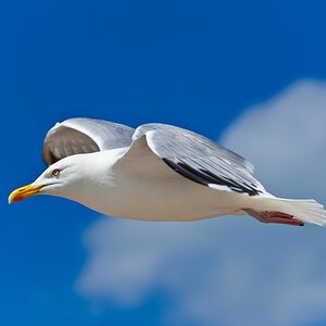 Möwe