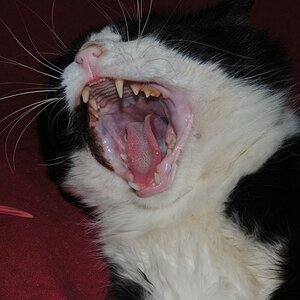 Schmusekatze oder Säbelzahntiger