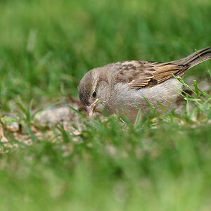 DSC 2374 AMS 1024