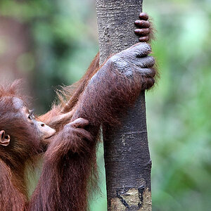 11 06 14Borneo000719