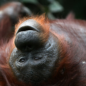 11 06 13Borneo001062