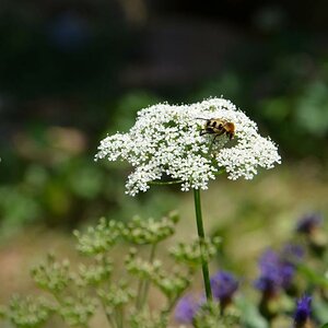 Biene auf Blume