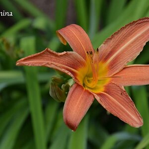 Blume 1