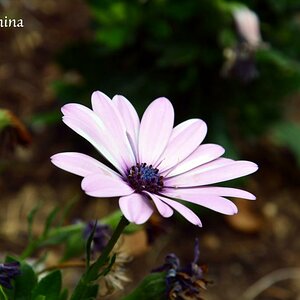 Blume 2