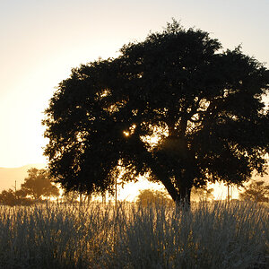 Sossusvlei 2