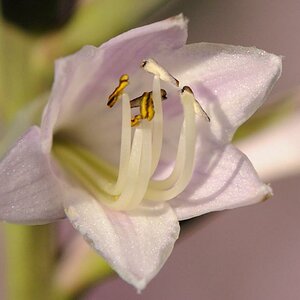 HZO 0157