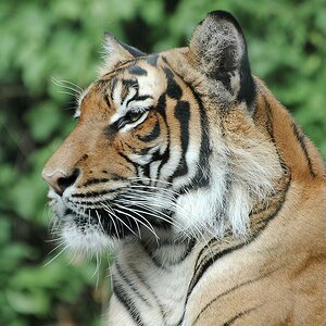 Lukas Tiger