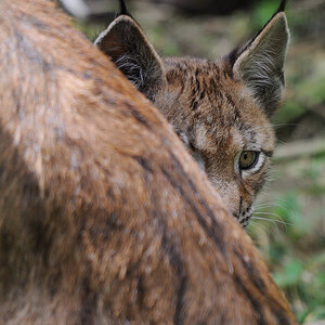 Junger Luchs
Tierpark Neumünster