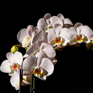 Die Orchidee wurde bei absolut hellem Tageslicht aufgenommen