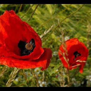 Klatschmohn im Weitwinkel