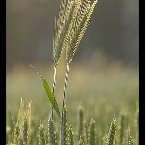 Getreide im Streiflicht