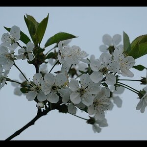 Kirschblüte und blaue Stunde