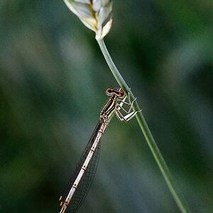 Libelle