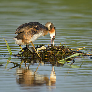 20110704 4130 [NIKON D7000] 850 mm,1 250 Sek. bei ƒ   6,3
