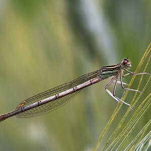 Libelle