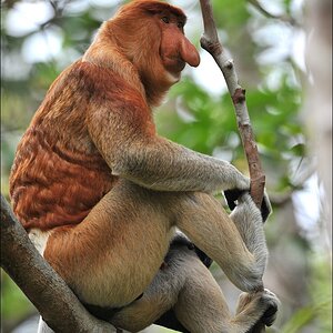 acomp indonesia 20110613 10944