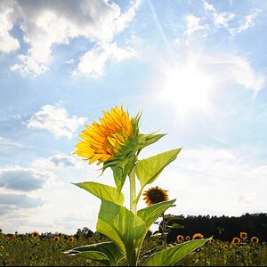 compneu2 sonnenblume4 lzn