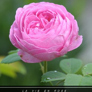 compneu rose