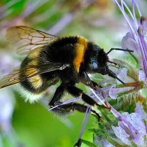 Hummel