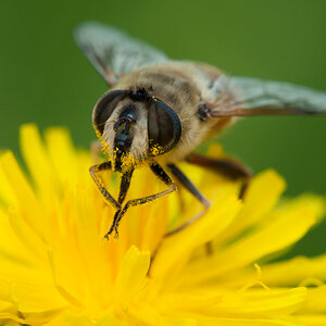 Schwebfliege