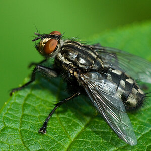 Schachbrettfliege