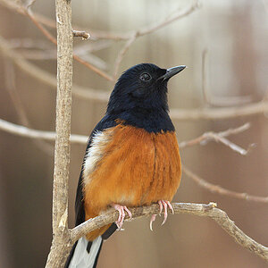 Schamadrossel (Copsychus malabaricus)