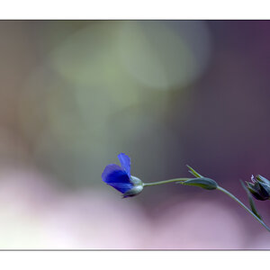BlauDSC 1314