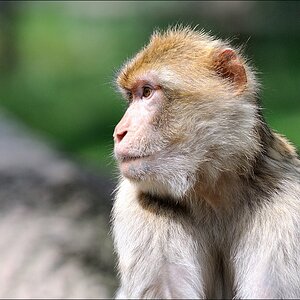 Zoo Rheine 10.07.2011