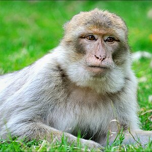 Zoo Rheine 10.07.2011