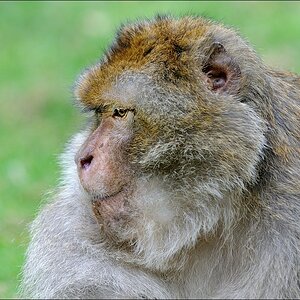 Zoo Rheine 10.07.2011