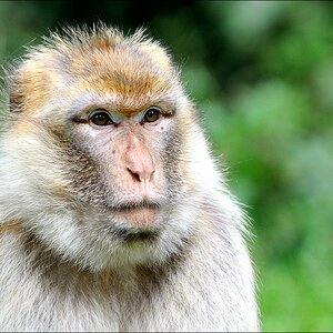 Zoo Rheine 10.07.2011