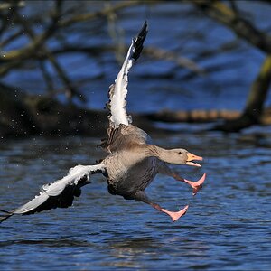acomp Bramfsee 20110319 1571