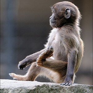 Zoo Rheine 10.07.2011