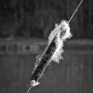 Kolben ohen Sepia