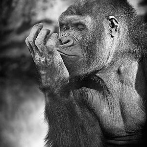 gorilla mit nachdenklichem blick in seine hand