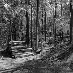 Im Grunewald