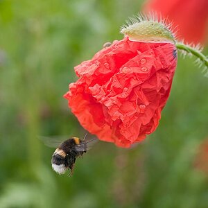 mohnblume und hummel